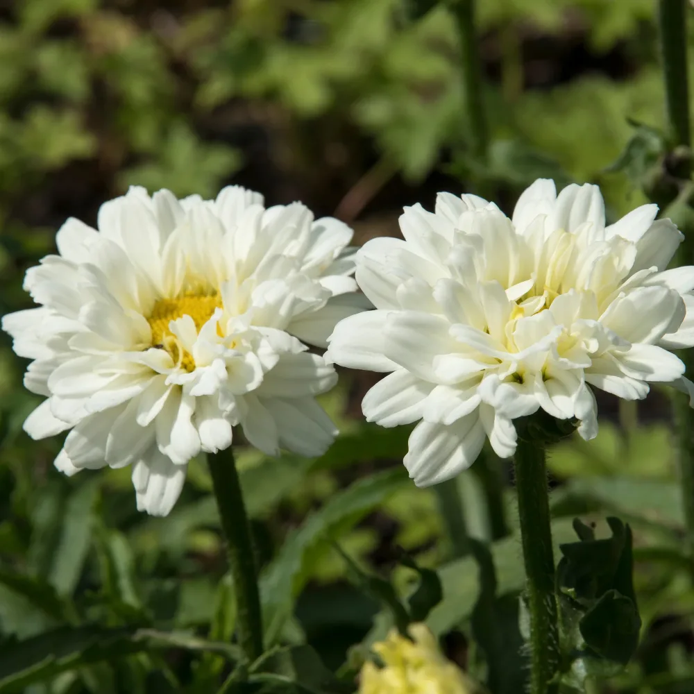 Marguerite d'été Victorian Secret ® Leucanthemum superbum victorian secret ®