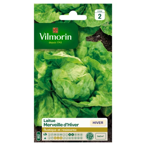 Laitue Merveille d'Hiver Vilmorin - graines à semer