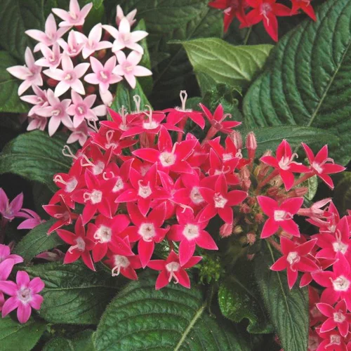 Pentas ou étoile égyptienne - Le pot de Ø 10 cm