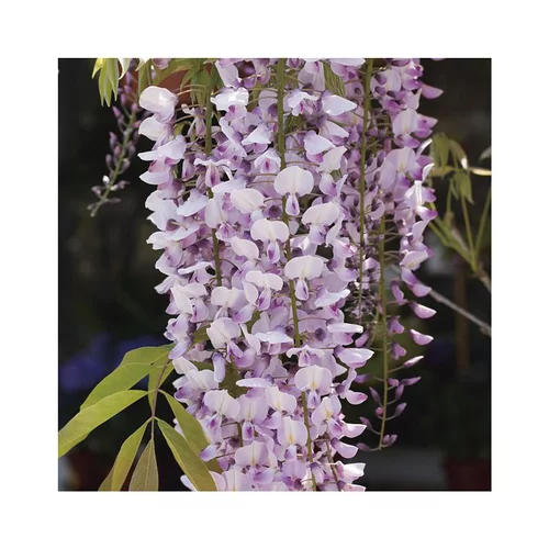 Glycine FLORIBUNDA ROSEA. Le pot de 3 litres