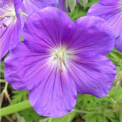 Géranium Rozanne à fleurs bleues - Le pot de 2 litres