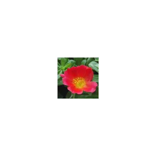 Pourpier à fleurs simples - La jardinière de 25 cm