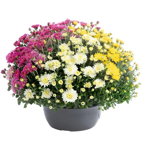 Chrysantheme Multifleurs - La coupe