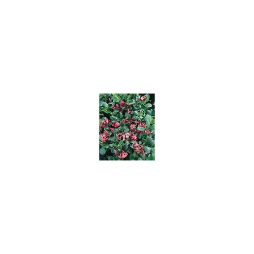 Escallonia Macrantha rose en pot de 10 L