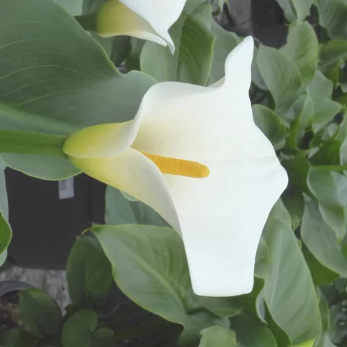 Arum blanc. Le pot de 3 litres