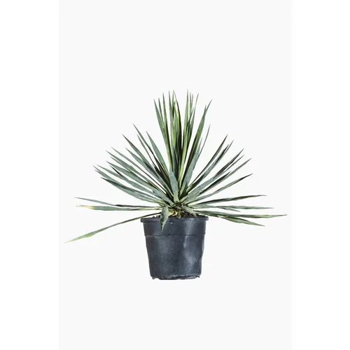 Yucca Gloriosa (Yucca Superbe) en pot de 9 litres vert