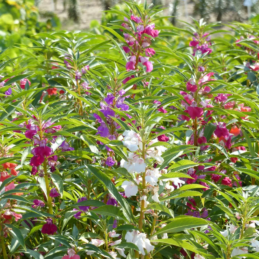 Balsamine à fleurs de camélia en mélange Impatiens balsamina