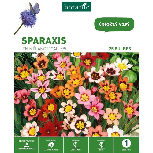 Sparaxis Mélange botanic® - 25 bulbes