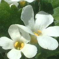 Bacopa - Le pot de 2,5 litres