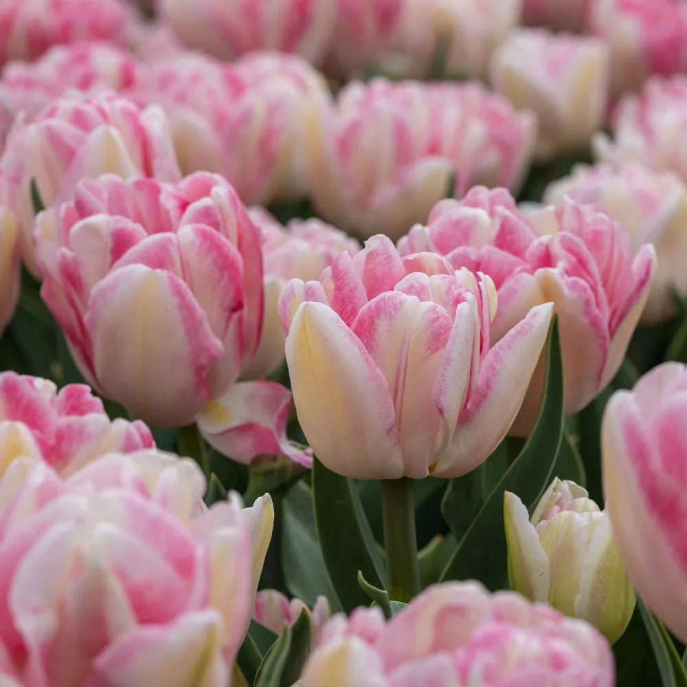 10 Tulipes à fleur de pivoine Foxtrot Tulipa foxtrot