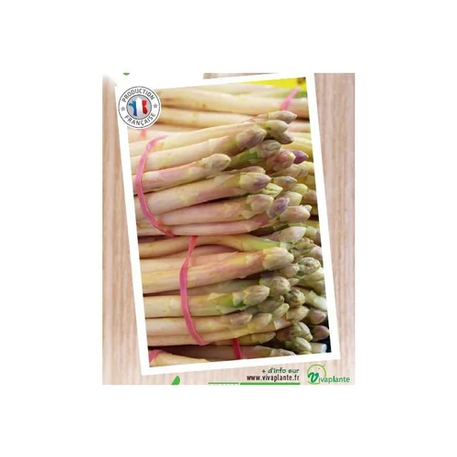 Asperge Verte Voltaire Bio. Le filet de 12 griffes