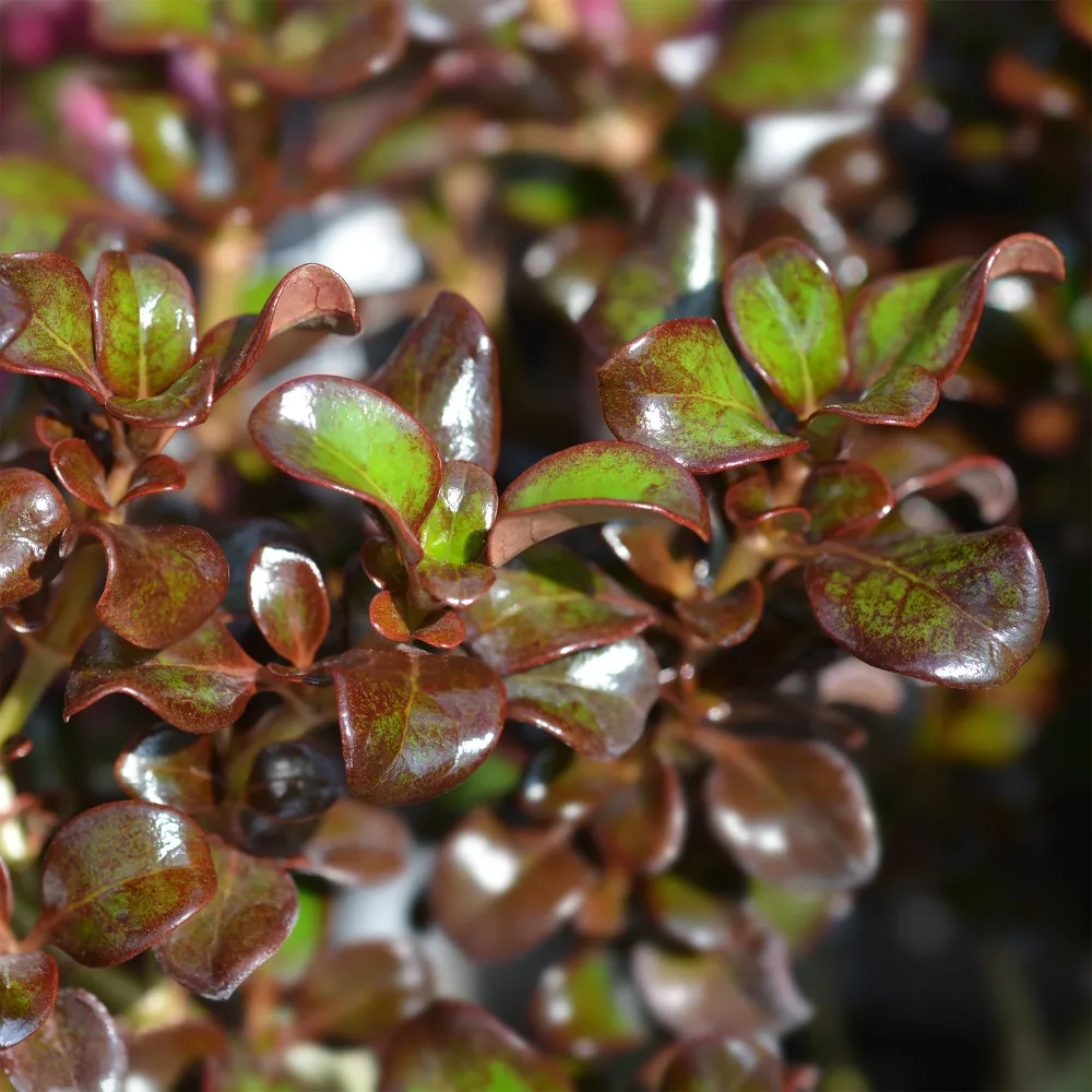 Coprosma Chocolate Soldier Coprosma Chocolate Soldier