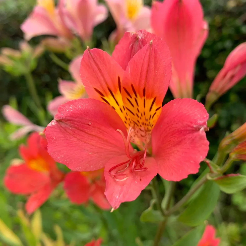 Lys des Incas - Alstroemères Little Miss Zoe ® Alstroemeria Little Miss Zoé ®