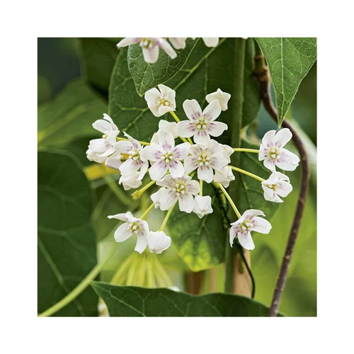 Wattakaka coloris blanc. Le pot de 3 litres