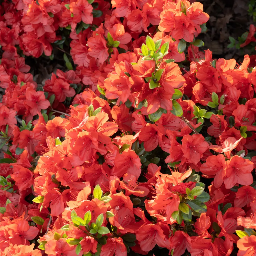 Azalée du Japon Orange Surprise Azalea japonica Orange Surprise