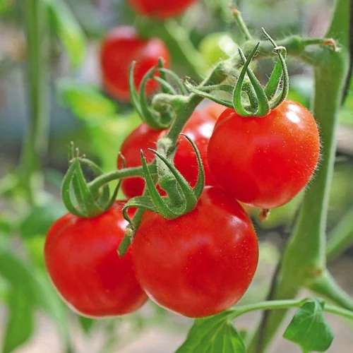 Tomate Cerise Sweet Baby bio. Le pot de 9 x 9 cm