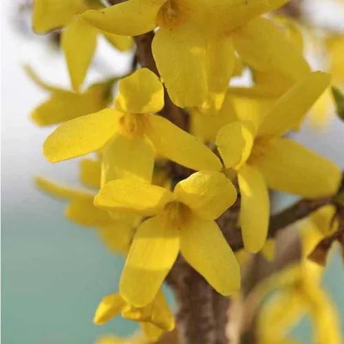 Forsythia Intermedia Goldrausch – Pot de 4.5L