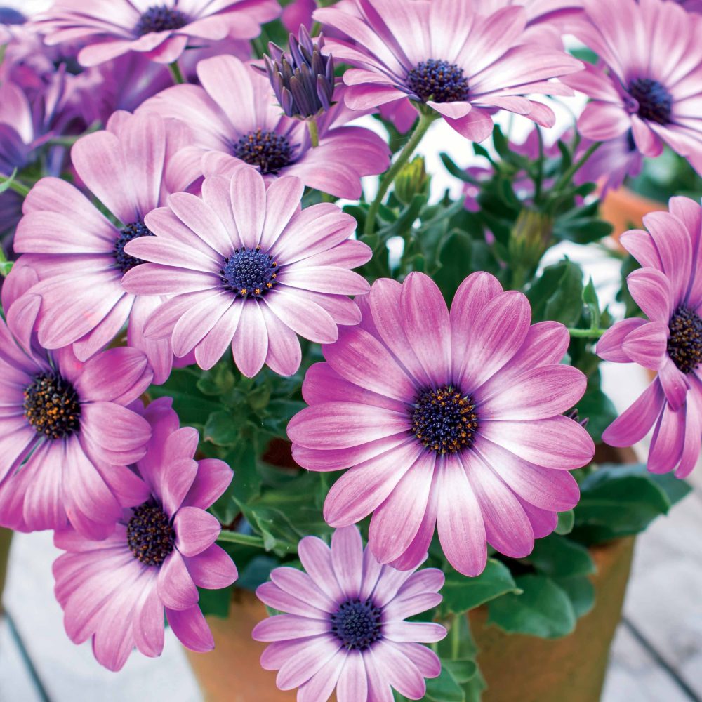 3 Marguerites du Cap Pink flave Osteospermum margarita pink flave