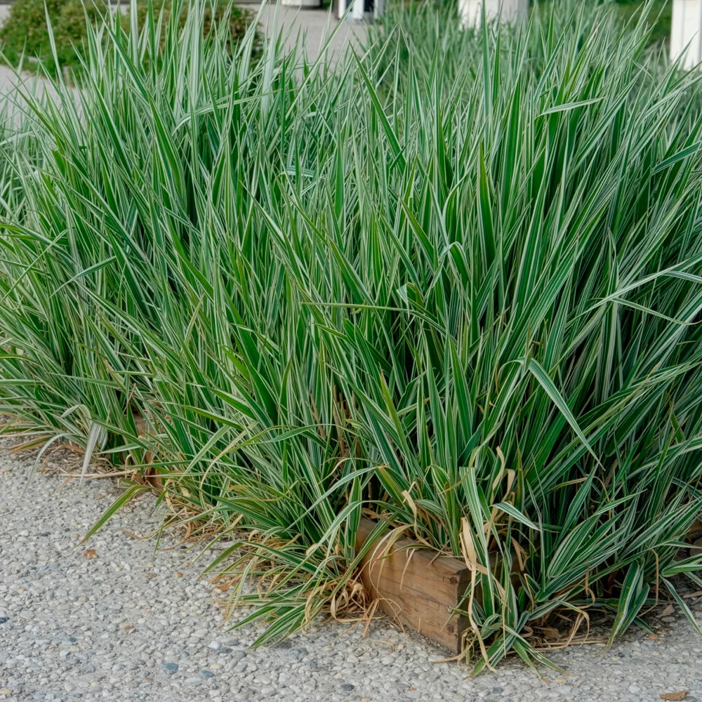 Phalaris - Baldingère faux-roseau Phalaris arundinacea