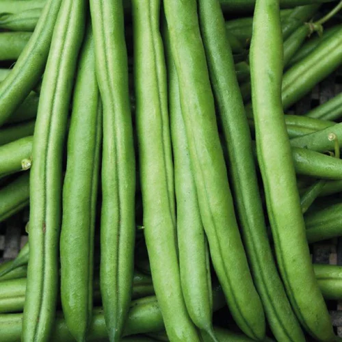 Haricot Nain Pongo Bio. La barquette de 3 plants