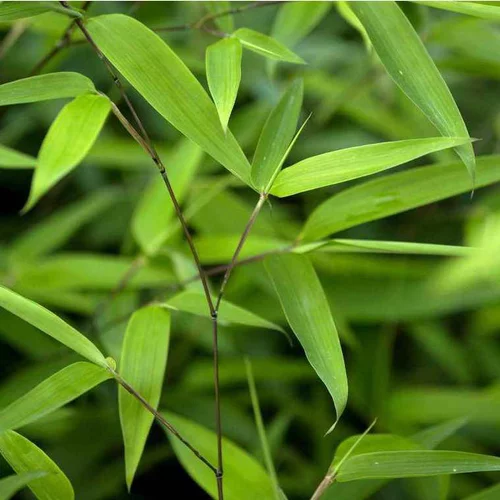 Bambou phyllostachys tip top vert pot de 15L