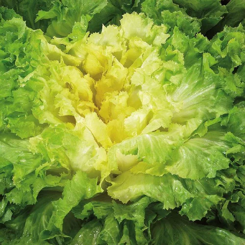 Chicoree Scarole Nuance Bio. La barquette de 12 plants