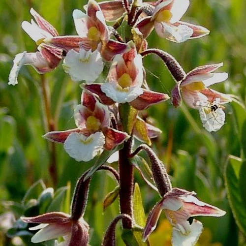 Orchidée : Epipactis palustris Epipactis palustris