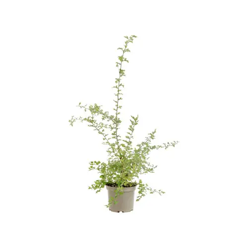 Crataegus monogyna coloris vert – 3 L