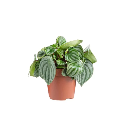 Peperomia Argyreia Ø 12cm