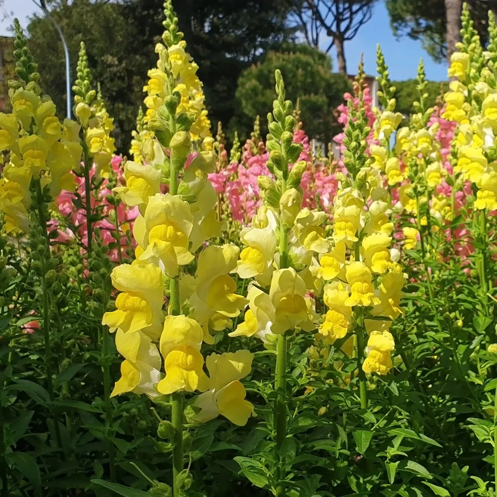 Muflier jaune Antirrhinum majus