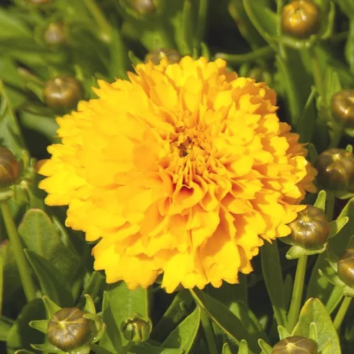 Coreopsis grandiflora solanna jaune - Le pot de 9 x 9 cm