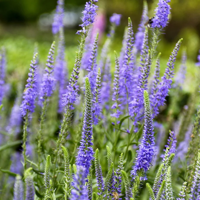 Véronique en épis Veronica spicata