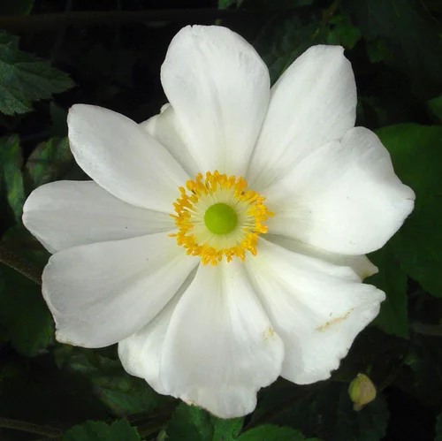 Anemone X Honorine Jobert (Blanc). Le pot de 4 litres