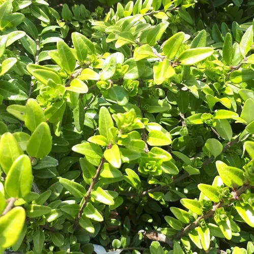 Lonicera Nitida ou Chèvrefeuille 40/60 cm en pot de 4 L