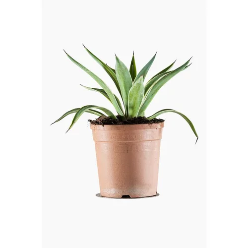 Agave Desmettiana Variegata en pot de 3 L jaune