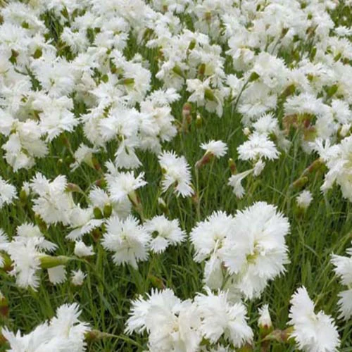 Œillet mignardise Albus Plenus Dianthus plumarius albus plenus