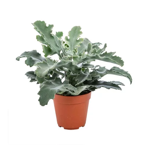 Kalanchoe Beharensis – Pot de Ø12 cm