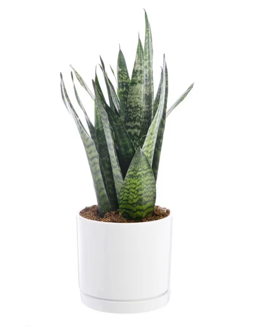 Sansevieria Zeylanica vert en pot blanc émaillé botanic®. Le pot Ø 24 cm