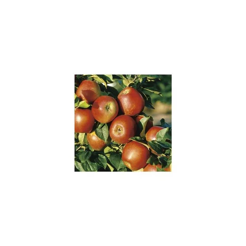 Pommier Delbard Jubile® Delgollune. En racine nue, forme cordon