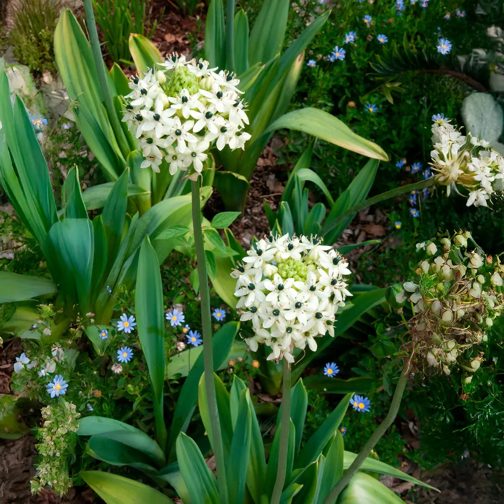 3 Ornithogales - Etoile de Bethléem Ornithogalum saundersiae