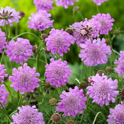 Scabieuse ‘Pink Mist’ - Le pot de 2 litres