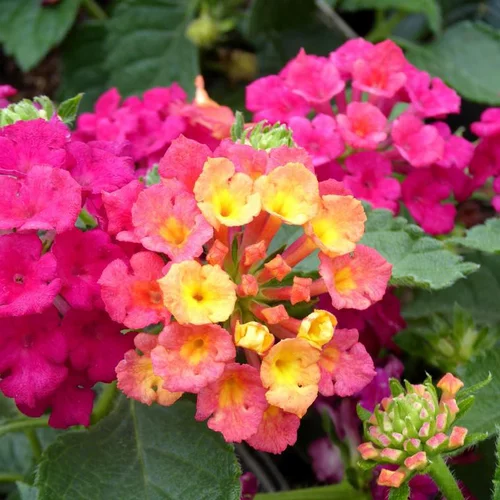 Lantana à fleurs multicolores - Le pot de 2,5 litres