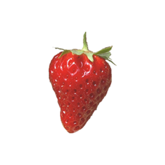 Plants bio : Fraisier Cijosee -25 plants- Calibre C