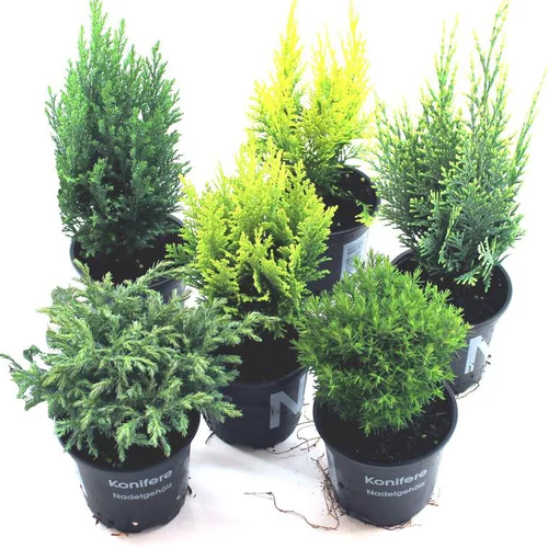 Conifères variés - Le pot de 10.5 cm