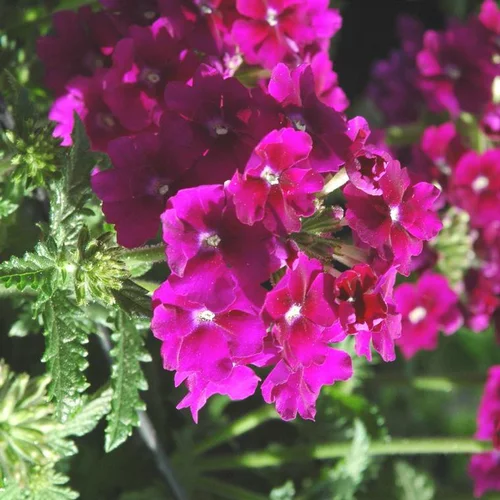 Verveine érigée divers coloris. Le pot de 10,5 cm
