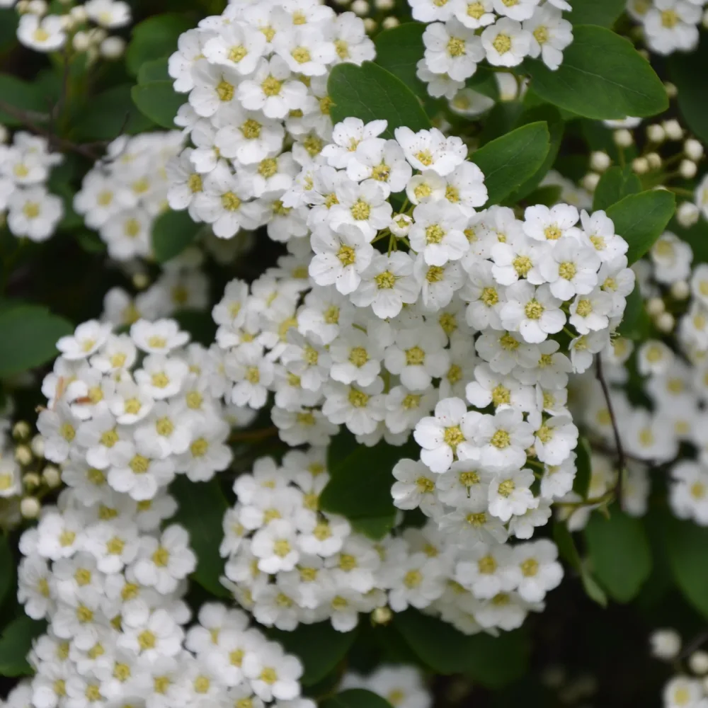 Spirée de Thunberg Spiraea thunbergii