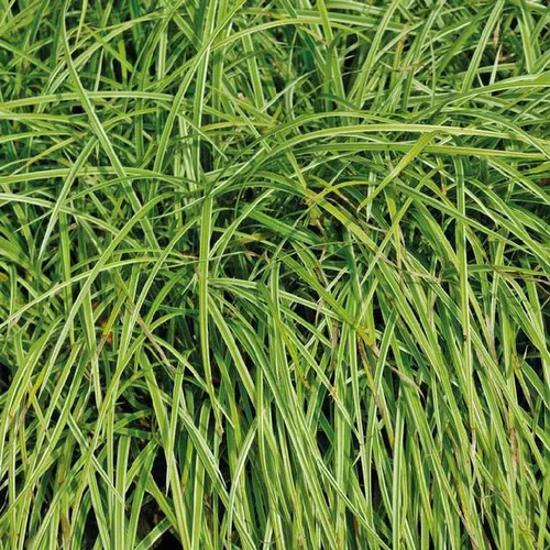 carex pendula - Le pot de 9 x 9 cm