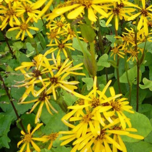 Ligulaire hessei Ligularia hessei