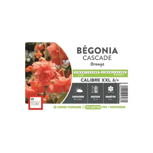 Bégonia Cascade orange XXL Ernest Turc - bulbes vrac