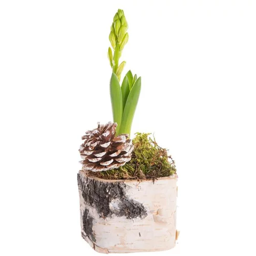 Composition de Noël jacinthe multicolore pot en bouleau